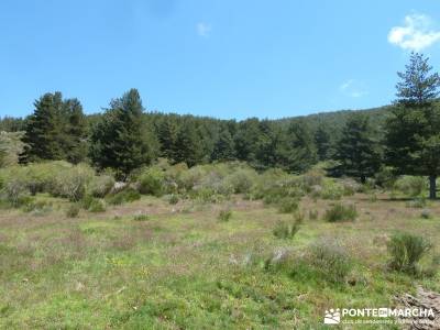 El pinar del Puerto de Navafría;conocer gente en madrid;la acebeda